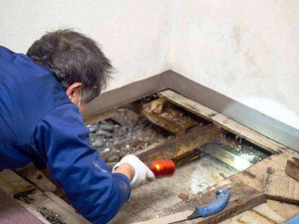 Best Mold Cleaning Services  in Canton, PA