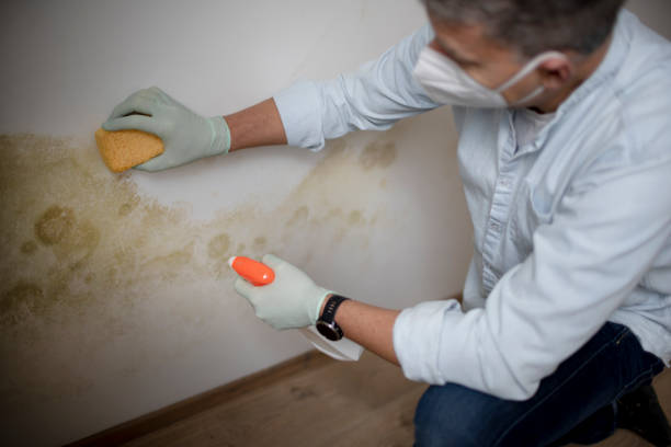 Best Black Mold Removal  in Canton, PA