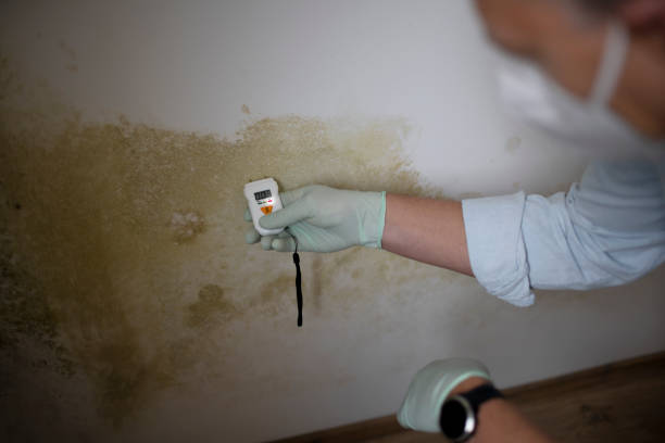 Best Local Mold Removal Service  in Canton, PA